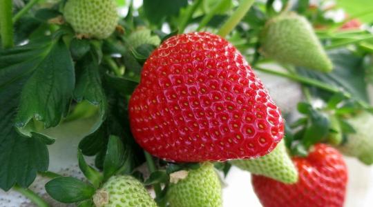 Tornádó után napsütéshiány: Kétségbeejtő helyzetben a görög epertermesztők