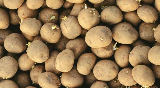 Te is visszaveted a burgonyát? Itt a törvényi kötelezettség, amiről sokan még csak nem is hallottak