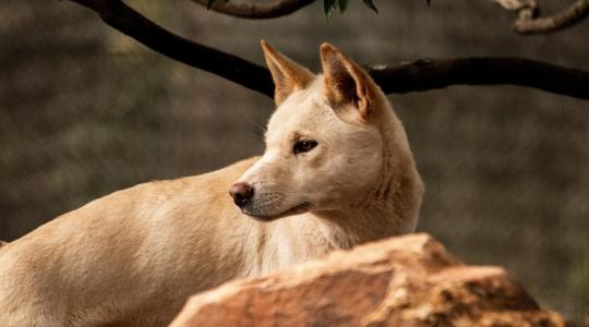 Éhes falkák tizedelik az állatállományt