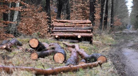 Ketyeg az óra: májusban indul a roham a 400 milliós erdészeti támogatásért