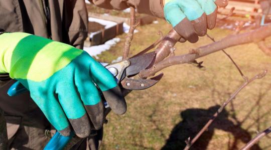 Gyümölcsfák metszése februárban – alma, körte, kajszi külön útmutató