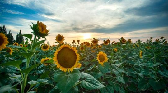 Üres kaszatok és tányérdeformáció: A bórhiány ára a napraforgó-táblákon
