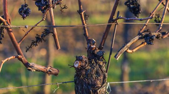 Szőlőmetszés februárban – rügyterhelés, fagyveszély és kötözés előkészítése