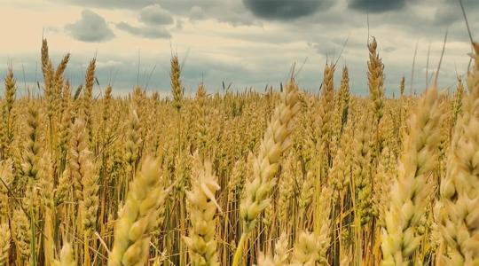 Tudtad, hogy a te földeden már a rómaiak is búzát arattak?