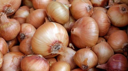 Mitől lesz jó a hagymatermés?