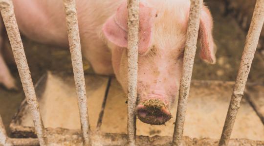 Veszélyben a hús- és tejtermelés: Elapadhatnak a kritikus takarmány-adalékok forrásai