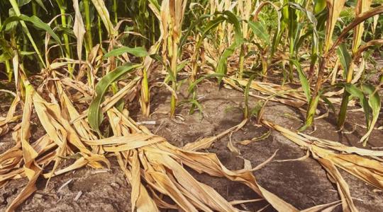 Kiszáradó bolygó: a vízcsőd korszakába léptünk