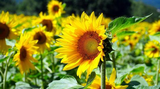 Napraforgó vetőmag- és növényvédőszer-piac – 2025