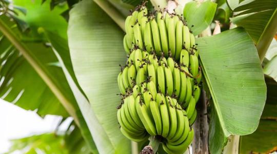 Új felfedezés adhat védelmet a banánok egyik legpusztítóbb kórokozója ellen