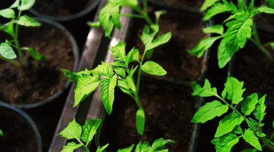 Palántanevelés februárban – fény, hő és öntözés hibák nélkül