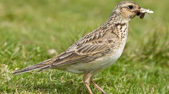 Eltűnőben az égi dal: Miért fogyatkozik drasztikusan a mezei pacsirta állománya?