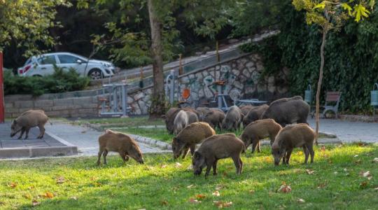 Vadkártól a közúti balesetekig: mikor és ki felel a vadon élő állatok által okozott károkért?