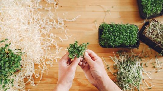 Csíráztatás a lakásban: 10 perc munka, mégis friss zöld februárban