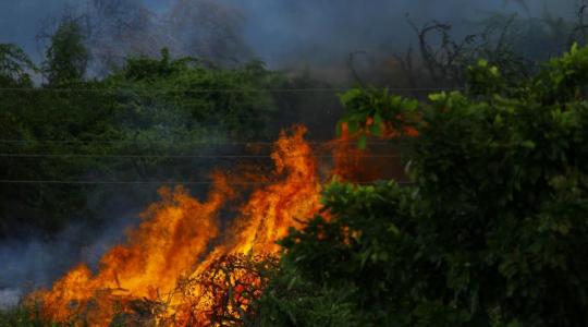 Visszafordíthatatlan veszteség? Miért nem nő ki az erdő ott, ahol egyszer már leégett?