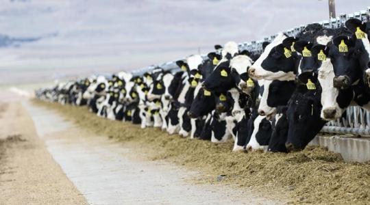 Leállhatnak a nagyüzemek: a csökkenő tejkínálat az egész EU-t megrázhatja