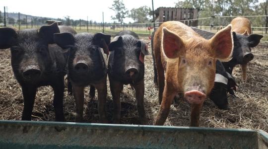 Sertéspestis a spanyoloknál: már a déli területeket is elérte a fertőzés