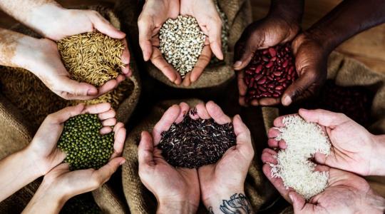 Vetőmag rendelés 2026-ra: mire figyelj, hogy ne fuss bele rossz tételbe?