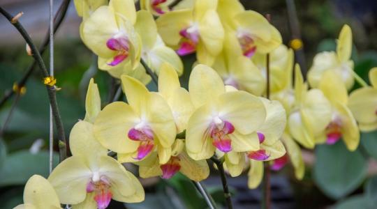 Ezt a trükköt csak kevesen ismerik! Így lesz gyönyörű az orchideád!