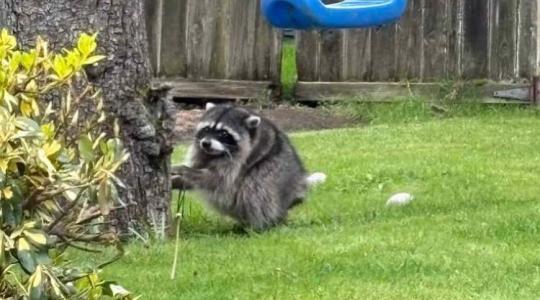 Felrobbantotta az internetet egy beteg mosómedve