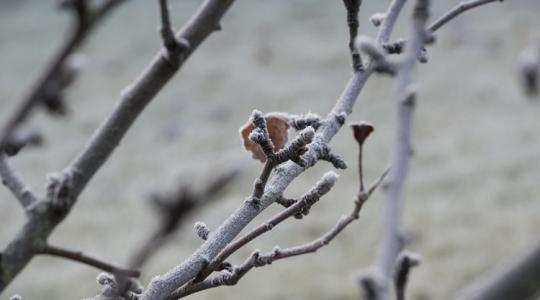 3 napos időjárás-előrejelzés: Veszélyben a rügyek, -6 fokos hajnalok jönnek