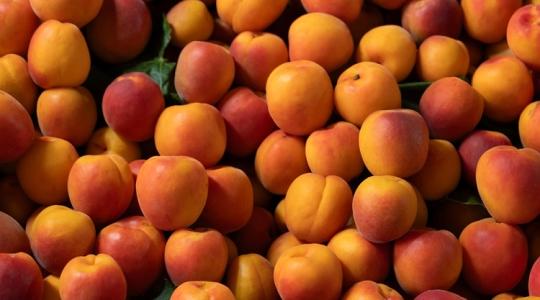 Kajszibarackfád van? Ezt a két dolgot most ne felejtsd el!