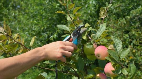 Vigyázz! Nem mindegy, mikor és hogyan metszed meg az almafát!