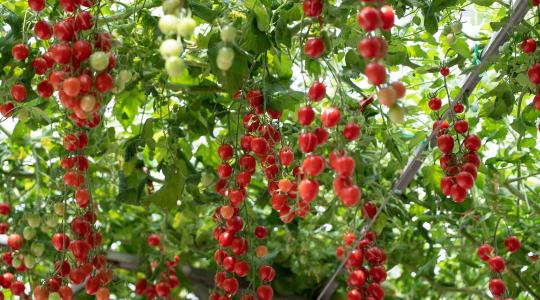 Forradalmi viaszbevonat válthatja ki a növényvédő szereket