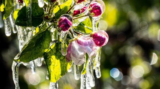 Télből tavasz, tavaszból tél – bírják-e a gyümölcsfák?