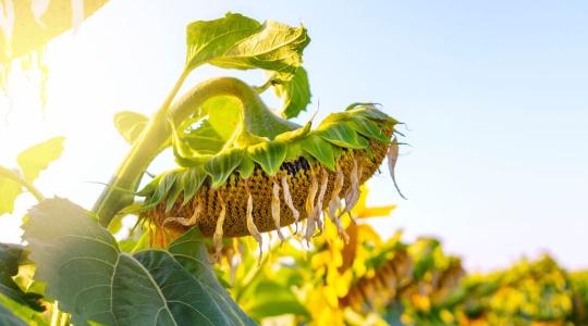 Agrometeorológia: még mindig csak várunk az esőre