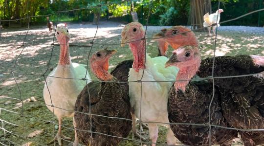 Oltott állatok között tarolt a vírus a közelben