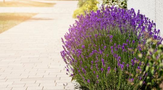 Ilyen egyszerű a titok! Ettől lesz gyönyörű a levendulád!