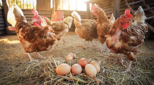 Zuhan a vágócsirke ára, de drágul a mellfilé: mi történik a baromfipiacon?