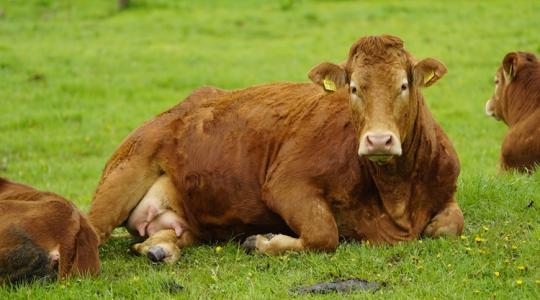 Hatalmasat kaszálnak a marhatartók, bajban a sertésesek: mutatjuk a friss árakat