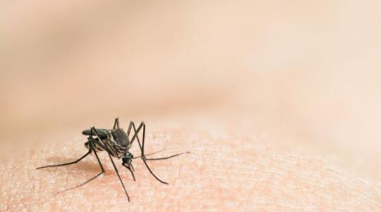 Megdöbbentő eredmény: a szúnyogirtás más rovarokat is érint?