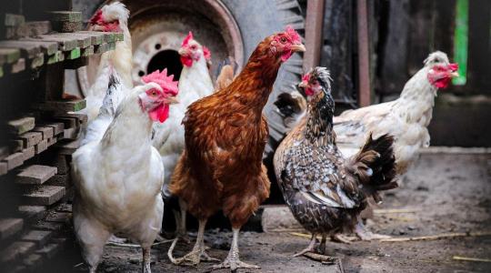 Új uniós szabályok vonatkoznak a baromfihús forgalmazására