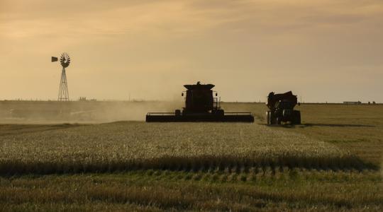 Döbbenetes bővülést hozott a búzarekord ebben az országban