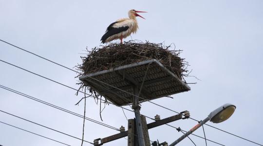 Életmentő beavatkozás a villanyoszlopokon: 3300 gólyafészek várja a hazatérőket