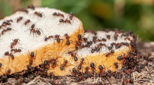 Többször ellepték már a házad és a kerted a hangyák? Itt a tuti megoldás, hogy ne légy hangyás!