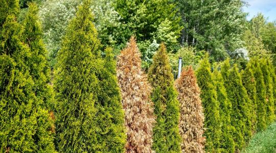 Búcsú a tujáktól: Miért pusztulnak ki tömegesen, és mi kerüljön a helyükre?