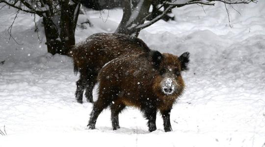 Veszélyben a házi sertések? Az országos főállatorvos drasztikus lépésre szánta el magát