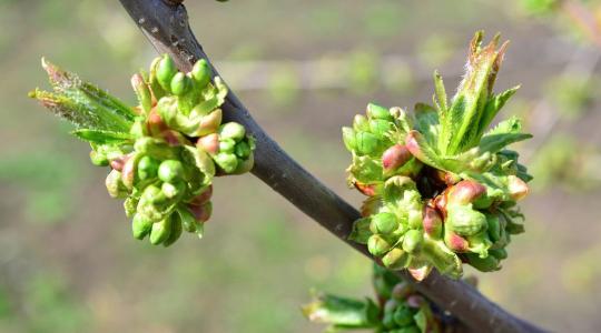 Megpattantak a rügyek: Ezt hozza a jövő hét az őszi vetések és a gyümölcsösök számára
