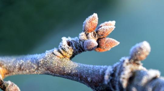 Rügyfakadás előtti fagyvédelem: mit tudsz tenni február végén?