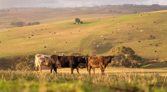 Ausztrál marhahúsáradat: a gazdák feje fölött köttetnek a nagy alkuk