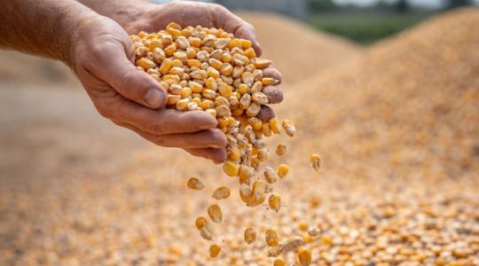 Kukoricaárak: sokkal rosszabb már nem lehet