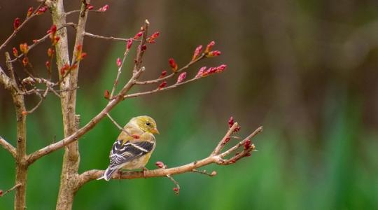 Időjárás: Veszélyben a korai virágzás, -5 fokos fagyokkal támad a hajnal +VIDEÓ