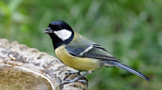 Madáritatás fagyban: így marad folyékony a víz egyszerűen