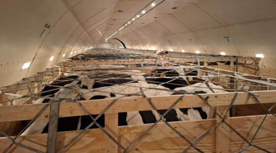 Logisztikai bravúr: repülővel szelte át a fél világot 330 magyar vemhes üsző