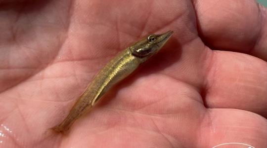 300 689 kg ponty és 16 729 km: Íme a 2025-ös balatoni haltelepítés gigantikus mérlege