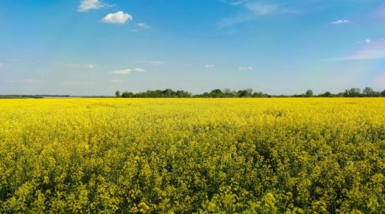 Newgold: A Bayer új vetőmagmárkája, amivel a repülőüzemanyag-piacra léphet a gazda