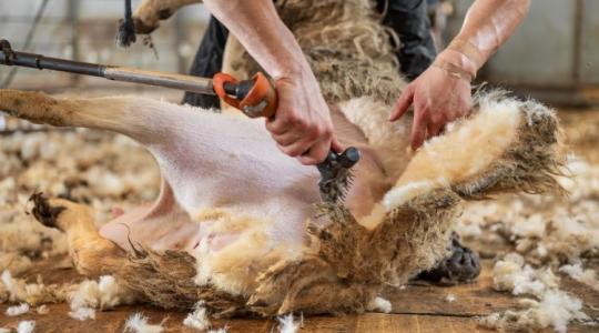 2000 tonna magyar gyapjú a szemétben: Miért dobunk ki minden évben egy vagyont?